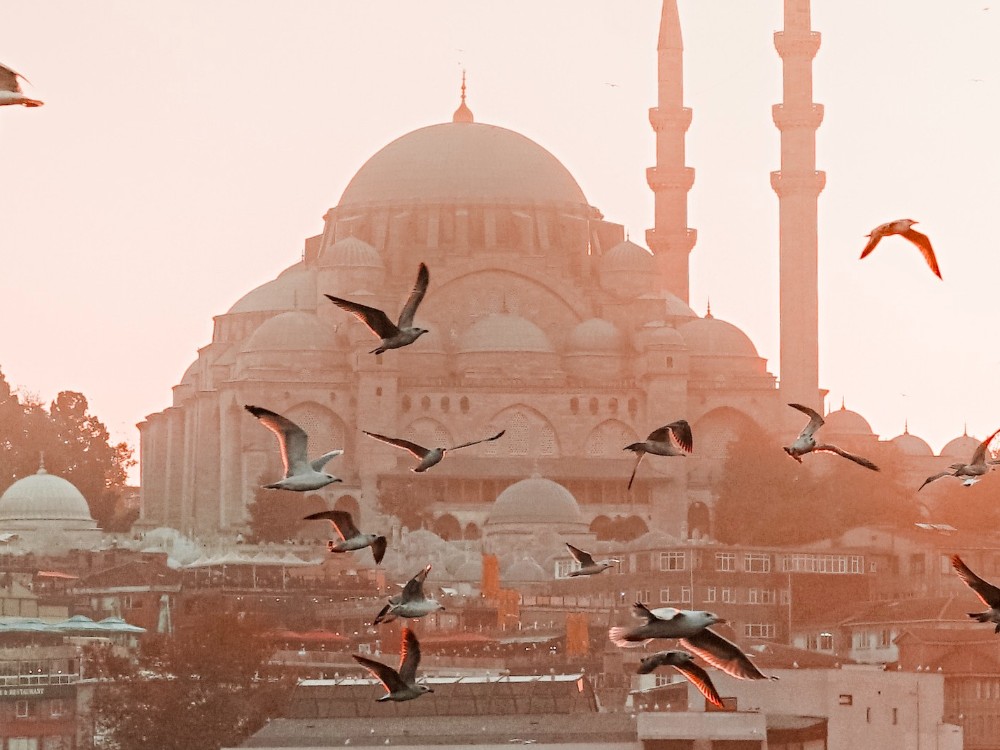 伊斯坦布爾海法藍色清真寺地面上的海鷗
